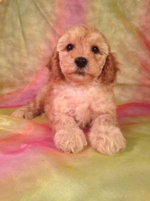 Male Cockapoo Puppy for sale #6 DOB June 14th 2014 Iowa Cockapoos for sale 